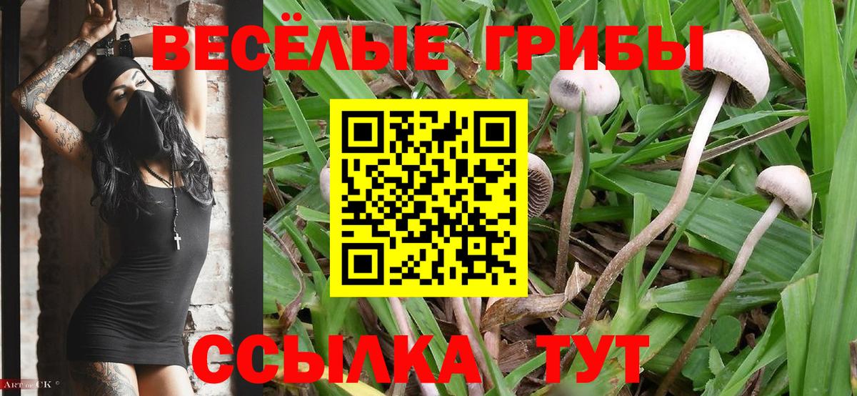 Галлюциногенные грибы Psilocybine cubensis Троицк